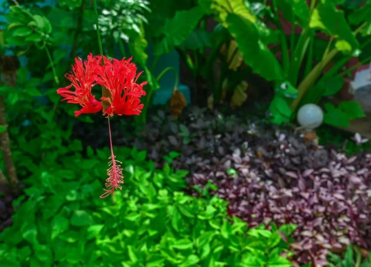 Chaba Lanta Resort Ko Lanta